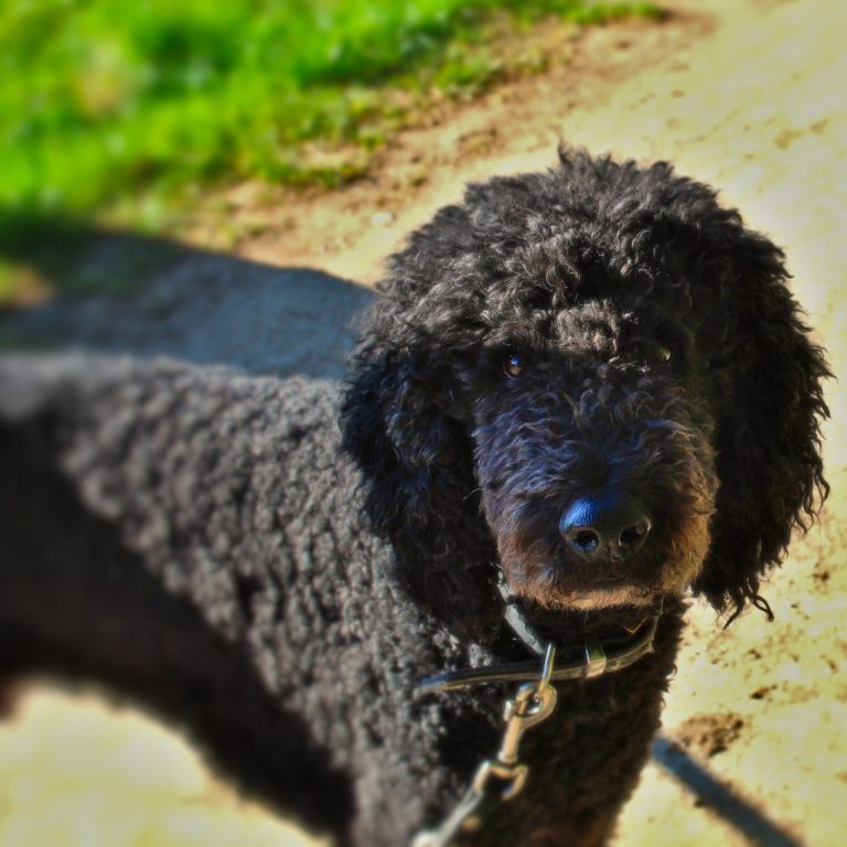 Milow, mein Knuffbär